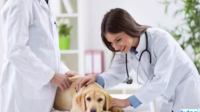 aplikasi dokter hewan