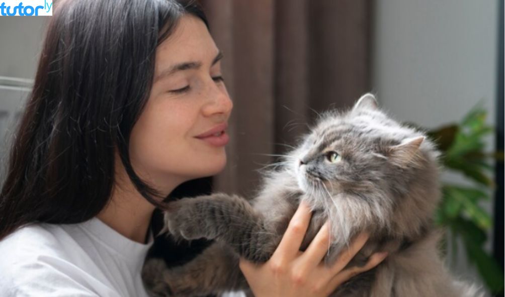 aplikasi bahasa kucing