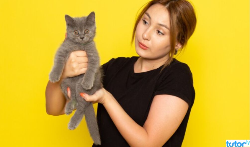 aplikasi bahasa kucing 2